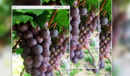 葡萄视频